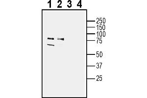 anti-Solute Carrier Family 38, Member 2 (SLC38A2) (AA 25-40), (Intracellular) antibody