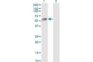 Kelch-like protein 41 (KLHL41) (AA 205-304) Antikörper