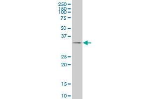 TAZ monoclonal antibody (M12), clone 1B10. (TAZ Antikörper  (AA 1-262))