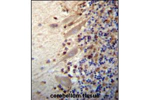 MEGF9 Antibody (C-term) (ABIN657281 and ABIN2846369) immunohistochemistry analysis in formalin fixed and paraffin embedded human cerebellum tissue followed by peroxidase conjugation of the secondary antibody and DAB staining. (MEGF9 Antikörper  (C-Term))