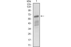 Western Blotting (WB) image for anti-Activated Leukocyte Cell Adhesion Molecule (ALCAM) (AA 48-216) antibody (ABIN1846221) (CD166 Antikörper  (AA 48-216))