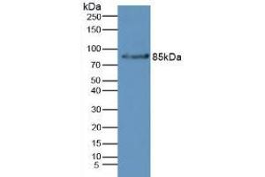 Figure. (Complement Factor B Antikörper  (AA 32-157))