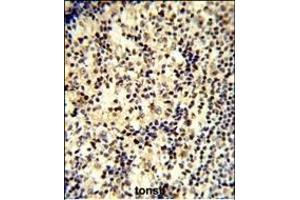 Formalin-fixed and paraffin-embedded human tonsil tissue reacted with SNRPD1 Antibody (C-term) (ABIN389355 and ABIN2839461) , which was peroxidase-conjugated to the secondary antibody, followed by DAB staining. (SNRPD1 Antikörper  (C-Term))