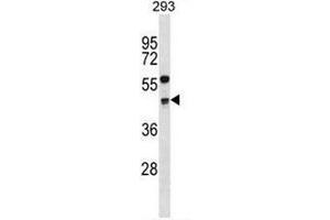 CCNG2 Antibody (Center) western blot analysis in 293 cell line lysates (35µg/lane).