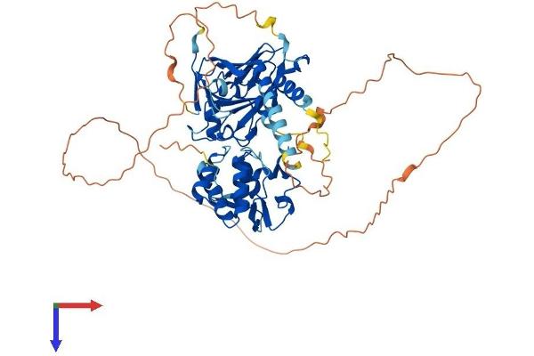 SMAD4 Protein (AA 1-552) (His tag)