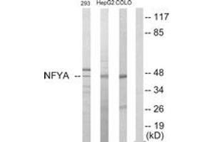 Western Blotting (WB) image for anti-Nuclear Transcription Factor Y, alpha (NFYA) (AA 261-310) antibody (ABIN2889427) (NFYA Antikörper  (AA 261-310))