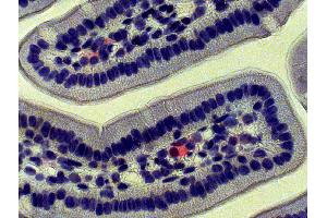 Paraffin embedded mouse intestine section was stained with Goat Anti-Mouse IgA-AP followed by Red AP and hematoxylin. (Ziege anti-Maus IgA (Heavy Chain) Antikörper (Alkaline Phosphatase (AP)))