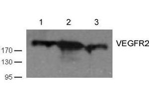 Western blot analysis of cell lysates using VEGFR2 antibody (VEGFR2/CD309 Antikörper  (AA 1057-1061))