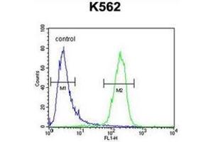 Flow cytometric analysis of K562 cells using MCART2 Antibody (N-term) Cat. (MCART2 Antikörper  (N-Term))