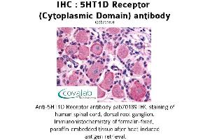 Image no. 1 for anti-Serotonin Receptor 1D (HTR1D) (3rd Cytoplasmic Domain) antibody (ABIN1731350) (5HT1D Antikörper  (3rd Cytoplasmic Domain))