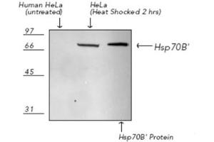 Western Blotting (WB) image for anti-Heat Shock 70kDa Protein 6 (HSP70B') (HSPA6) (C-Term) antibody (ABIN7211464) (HSPA6 Antikörper  (C-Term))