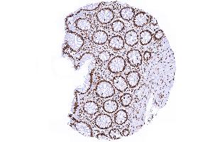 Colon mucosa with distinct nuclear Histone H3 staining (Histone 3 Antikörper)