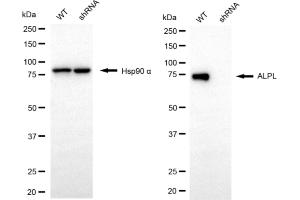Western blotting analysis using ALPL antibody (ABIN7797577).