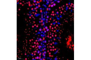 Immunofluorescence of paraffin embedded rat testis using RBAK (ABIN7075383) at dilution of 1:400 (400x lens)