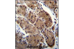 MLNR Antibody (C-term) (ABIN656598 and ABIN2845859) immunohistochemistry analysis in formalin fixed and paraffin embedded human stomach tissue followed by peroxidase conjugation of the secondary antibody and DAB staining. (Motilin Receptor Antikörper  (C-Term))