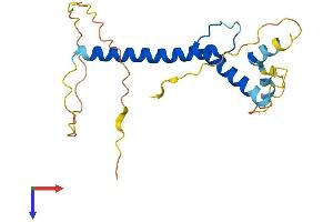TCF15 Protein (AA 1-195) (His tag)