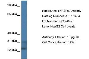 Western Blotting (WB) image for anti-Tumor Necrosis Factor (Ligand) Superfamily, Member 9 (TNFSF9) (C-Term) antibody (ABIN2788804) (TNFSF9 Antikörper  (C-Term))