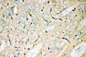 Immunohistochemistry (IHC) image for anti-Aquaporin 4 (AQP4) (AA 295-323), (C-Term) antibody (ABIN3043789)