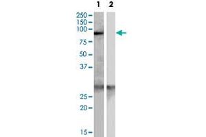 SCARF1 polyclonal antibody  (0. (SCARF1 Antikörper)