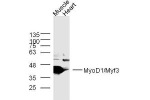 Lane 1: mouse muscle lysates, Lane 2: mouse heart lysates probed with MyoD1 Polyclonal Antibody, Unconjugated  at 1:300 overnight at 4˚C. (MYOD1 Antikörper  (AA 51-150))