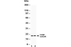 Western blot testing of Caspase-8 antibody (0.