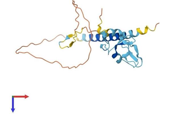 RNF152 Protein (AA 1-203) (His tag)