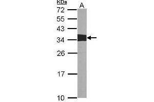 WB Image Sample (30 ug of whole cell lysate) A:NIH-3T3 12% SDS PAGE antibody diluted at 1:1000 (Crk Antikörper  (Center))