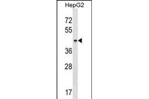 KRT23 Antibody (Center) (ABIN1537856 and ABIN2848964) western blot analysis in HepG2 cell line lysates (35 μg/lane). (KRT23 Antikörper  (AA 141-170))