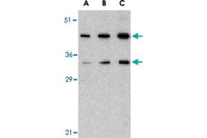 Western blot analysis of HTRA2 in U-937 lysate with HTRA2 polyclonal antibody  at (A) 0.