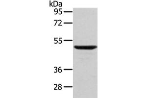 Western Blotting (WB) image for anti-WAS Protein Family, Member 2 (WASF2) antibody (ABIN5957856) (WASF2 Antikörper)