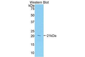 Western Blotting (WB) image for anti-Leukocyte-Associated Immunoglobulin-Like Receptor 1 (LAIR1) (AA 40-208) antibody (ABIN1859593) (LAIR1 Antikörper  (AA 40-208))