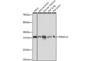 Western blot analysis of extracts of various cell lines, using PSMD14 Rabbit mAb (ABIN7269588) at 1:1000 dilution. (PSMD14 Antikörper)
