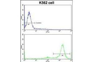 Flow cytometric analysis of K562 cells using MTBP Antibody (C-term)(bottom histogram) compared to a negative control cell (top histogram)FITC-conjugated goat-anti-rabbit secondary antibodies were used for the analysis. (MTBP Antikörper  (C-Term))