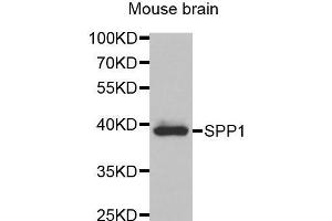 Western Blotting (WB) image for anti-Secreted phosphoprotein 1 (SPP1) (AA 17-314) antibody (ABIN3021922) (Osteopontin Antikörper  (AA 17-314))