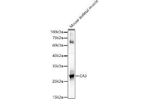 Western blot analysis of extracts of Mouse skeletal muscle, using C antibody (ABIN6131265, ABIN6137793, ABIN6137794 and ABIN6217485) at 1:1000 dilution. (CA3 Antikörper  (AA 1-260))
