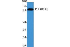 Western Blot (WB) analysis of specific cells using PDE4B/C/D Polyclonal Antibody.