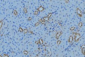 ABIN6279021 at 1/100 staining Mouse kidney tissue by IHC-P. (MRPL34 Antikörper  (Internal Region))