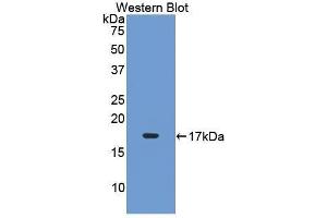 Western Blotting (WB) image for anti-Leukemia Inhibitory Factor Receptor alpha (LIFR) (AA 152-291) antibody (ABIN3208376) (LIFR Antikörper  (AA 152-291))