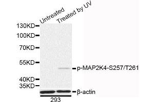 Western blot analysis of extracts of 293 cells, using Phospho-MAP2K4-S257/T261 antibody (ABIN5995605) at 1/1000 dilution. (MAP2K4 Antikörper  (pSer257, pThr261))