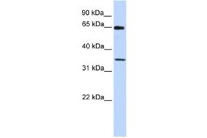 Western Blotting (WB) image for anti-General Transcription Factor IIB (GTF2B) antibody (ABIN2460003) (GTF2B Antikörper)