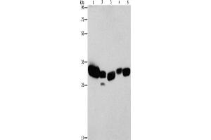 Western Blotting (WB) image for anti-Carbonyl Reductase 1 (CBR1) antibody (ABIN2422895) (CBR1 Antikörper)
