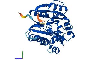 Protein Structure (PS) image for Dimethylarginine Dimethylaminohydrolase 2 (DDAH2) (AA 1-285) protein (His tag) (ABIN7546981)
