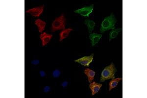 ABIN6259906 and ABIN6276534 staining Hela cells by IF/ICC. (AMACR Antikörper  (Internal Region))
