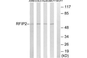 Western Blotting (WB) image for anti-RAB11 Family Interacting Protein 2 (Class I) (RAB11FIP2) (Internal Region) antibody (ABIN1851924) (RAB11FIP2 Antikörper  (Internal Region))