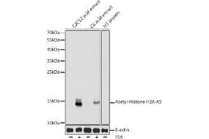 Western blot analysis of extracts of various cell lines, using Acetyl-Histone H2A-K5 antibody (ABIN7267722) at 1:1000 dilution. (Histone H2A Antikörper  (acLys5))