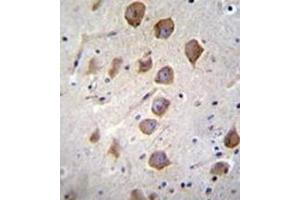 Immunohistochemistry analysis in formalin fixed and paraffin embedded human brain tissue reacted with  KCNRG Antibody (C-term) followed by peroxidase conjugation of the secondary antibody and DAB staining. (KCNRG Antikörper  (C-Term))