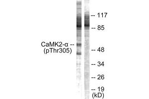 Western Blotting (WB) image for anti-CaMK2 alpha/beta/delta (pThr305), (Thr305) antibody (ABIN1847206) (CaMK2 alpha/beta/delta Antikörper  (pThr305, Thr305))
