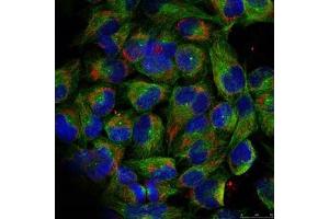 Immunofluorescence staining of methanol-fixed HeLa cells using NF-kappa,B p100 (phospho-ser866) antibody. (NFKB2 Antikörper  (pSer866))