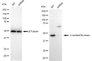 Western blotting analysis using C-terminal Src kinase antibody (ABIN7797814). (Rekombinanter CSK Antikörper)