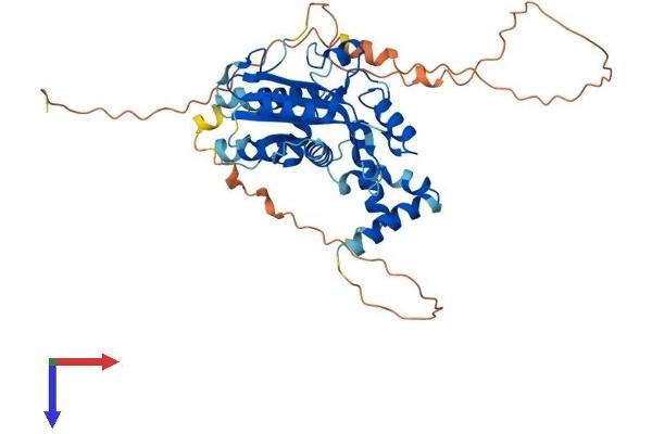MAEL Protein (AA 1-434) (His tag)